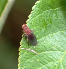Opomyza florum