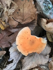 Leratiomyces squamosus squamosus