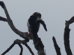 Dendrocopos major