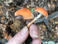 Leratiomyces squamosus squamosus