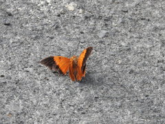 Charaxes bernardus