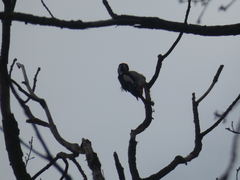 Dendrocopos major