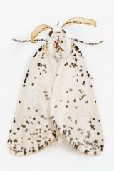 Eucaterva variaria