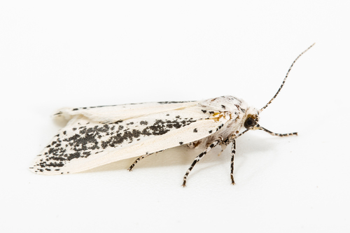 Eucaterva variaria Grote, 1882