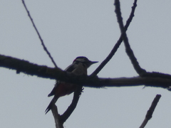Dendrocopos major