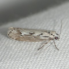 Ethmia semitenebrella