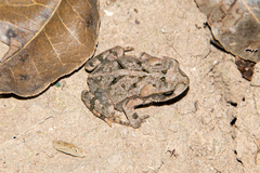 Incilius nebulifer