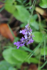 Lavandula angustifolia