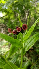 Cynoglossum germanicum