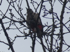 Dendrocopos major