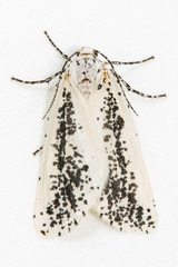 Eucaterva variaria