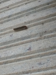 Insecta