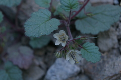 Phacelia longipes
