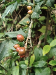 Ilex pubescens
