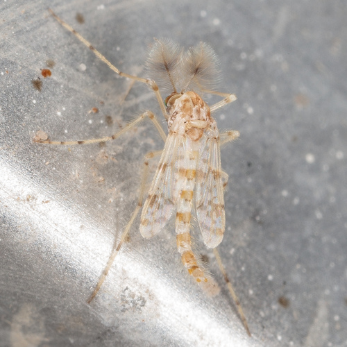 Thienemannimyia barberi photo 2