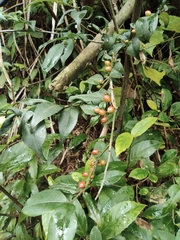 Ilex pubescens