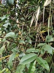 Ilex pubescens