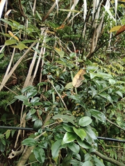 Ilex pubescens