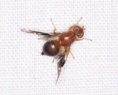 Parastenopa limata