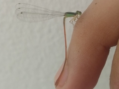 Leptobasis vacillans