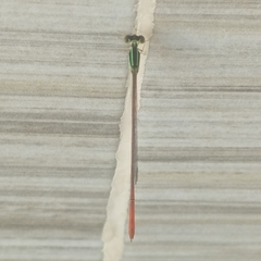 Leptobasis vacillans