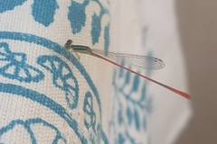 Leptobasis vacillans