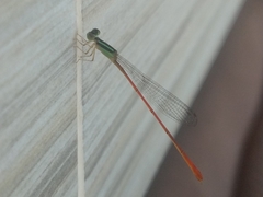 Leptobasis vacillans