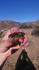 Julodis