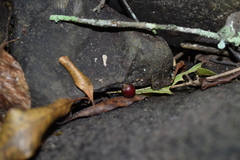 Eleutherodactylus cystignathoides