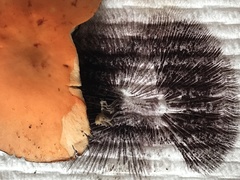 Leratiomyces squamosus squamosus