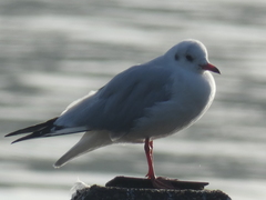 Chroicocephalus ridibundus