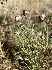 Plantago arenaria