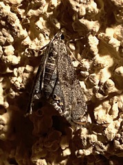 Petrophila schaefferalis
