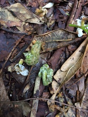 Penelope superciliaris