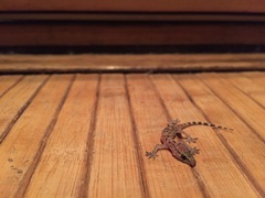 Hemidactylus turcicus