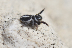 Pellenes geniculatus