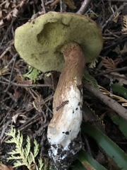 Aureoboletus mirabilis