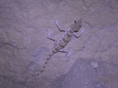 Tenuidactylus caspius