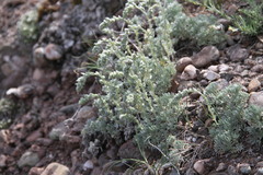 Artemisia alpina