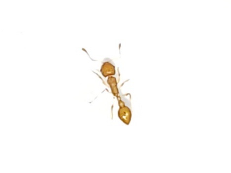 Cardiocondyla wroughtonii