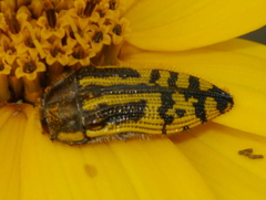 Acmaeodera amplicollis