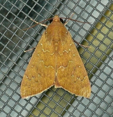 Anomis illita