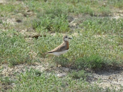 Charadrius asiaticus