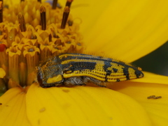 Acmaeodera amplicollis