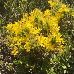 Hudsonia ericoides