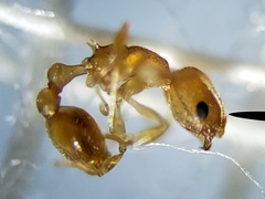 Cardiocondyla wroughtonii