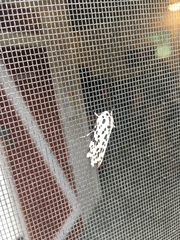 Hypercompe permaculata