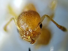 Cardiocondyla wroughtonii