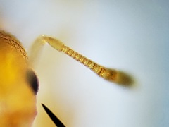 Cardiocondyla wroughtonii