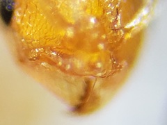 Cardiocondyla wroughtonii